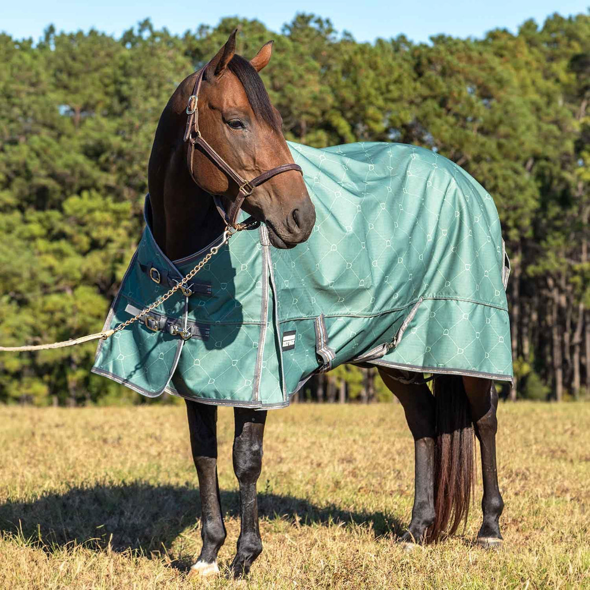 Jeffers 1200D Standard Neck Turnout Blanket, 240G, 69" - Spruce Stirrup Horse Blanket with Criss Cross Surcingle and Hind Leg Straps | Waterproof & Breathable | Medium Weight Weather Protection